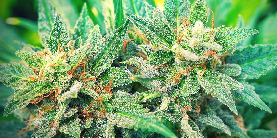 Sorten Mit Hohem CBD- Und Niedrigem THC-wert Sorten Mit Hohem CBD- Und Niedrigem THC-wert