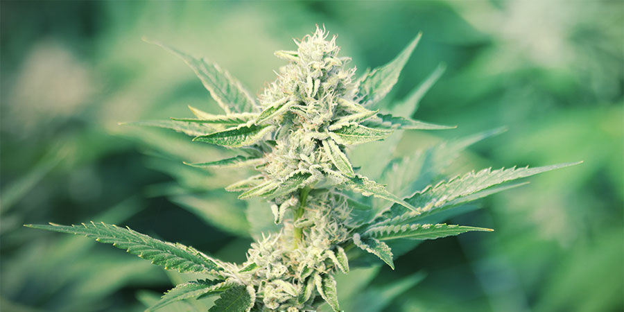 Woher Stammt CBD? Woher stammt CBD?