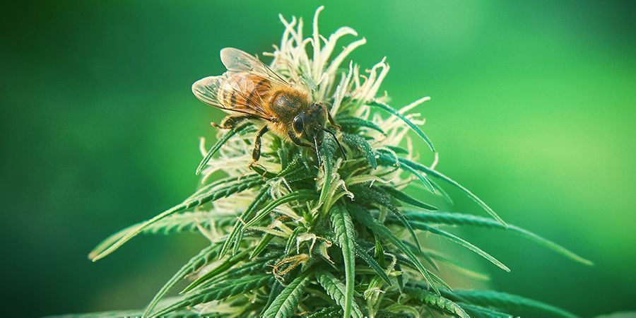 Die Rolle Der Flavonoide DIE ROLLE DER FLAVONOIDE