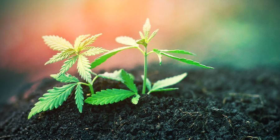 Cannabis Keimlingsstadium Cannabis Keimlingsstadium