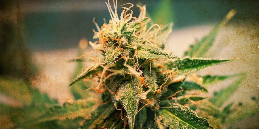 Die Geschichte Von Autoflowering Cannabis Die Geschichte von autoflowering Cannabis