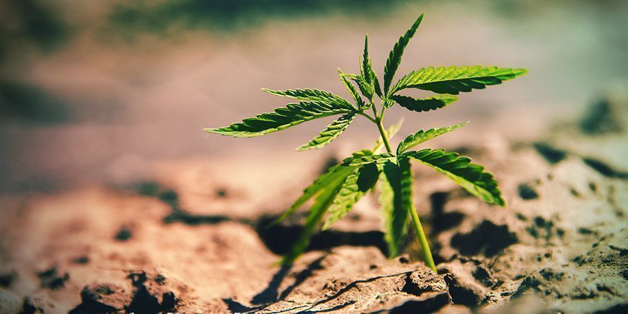 Überwässerung & Unterwässerung Überwässerung & Unterwässerung