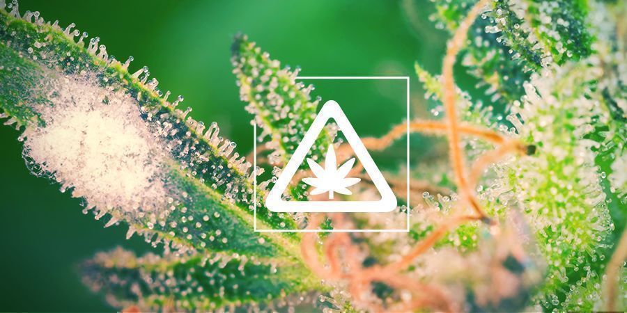 Häufige Probleme Im Cannabisgarten Häufige Probleme Im Cannabisgarten