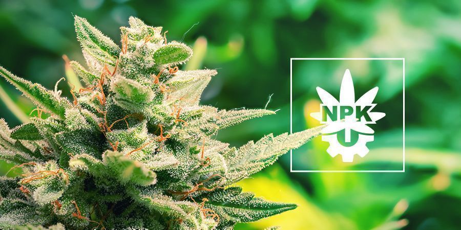 Benötigen Autoflowers Nährstoffe? Benötigen Autoflowers Nährstoffe?