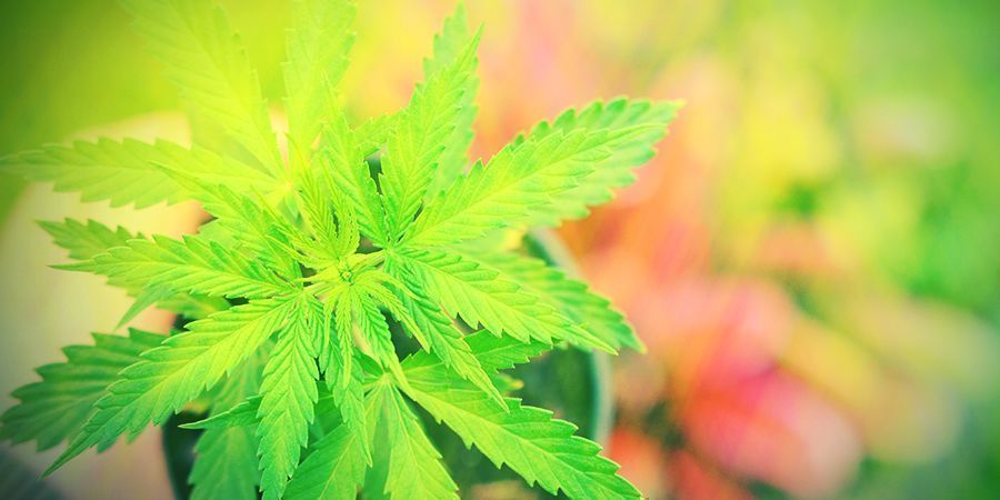 Benötigen Autoflowers Nährstoffe? Benötigen Autoflowers Nährstoffe?