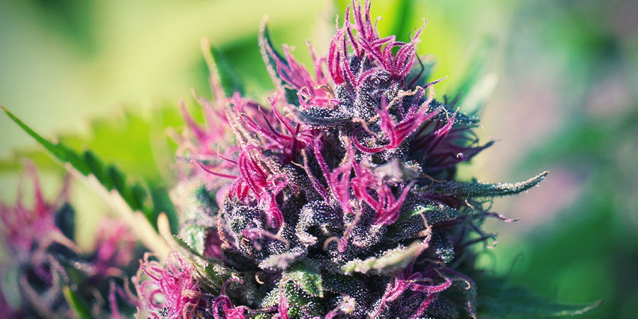 Was Beeinflusst Den Ertrag Einer Autoflower? Was beeinflusst den Ertrag einer Autoflower?