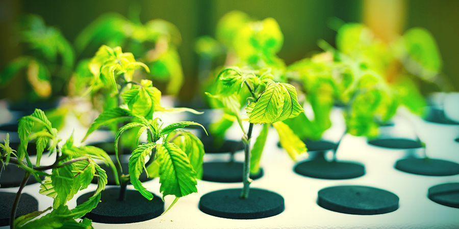 Aero-hydroponics: Eine Schwierige Technik? AERO-HYDROPONICS: eine schwierige Technik?