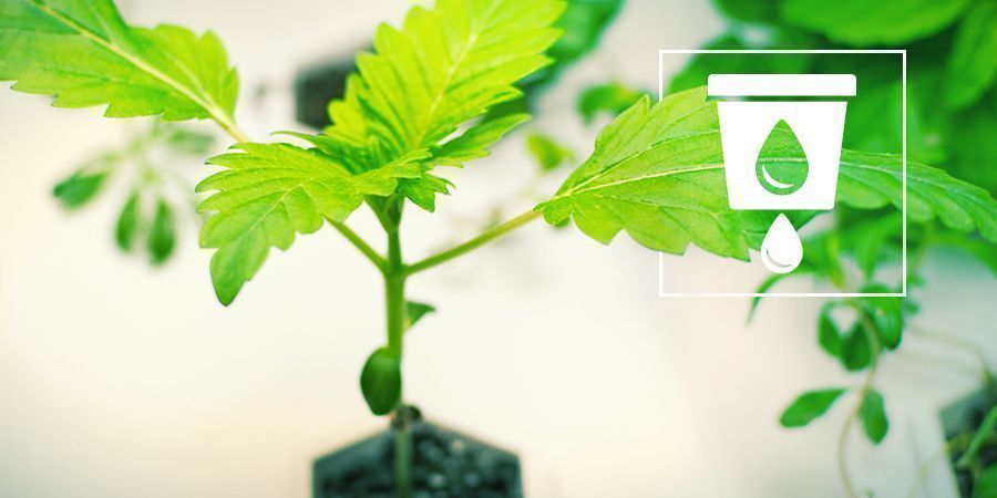 Anbau Von Cannabis In Hydrokultur Anbau Von Cannabis In Hydrokultur