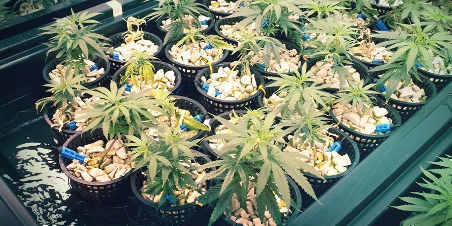 Was Sind Aeroponik Und Aero-hydroponik? WAS SIND Aeroponik UND AERO-HYDROPONIK?