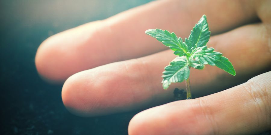 Die Positiven Wirkungen Von CO₂ Auf Cannabispflanzen Die Positiven Wirkungen Von CO₂ Auf Cannabispflanzen