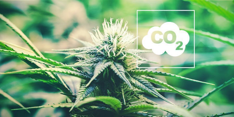 CO₂ Und Cannabis CO₂ Und Cannabis