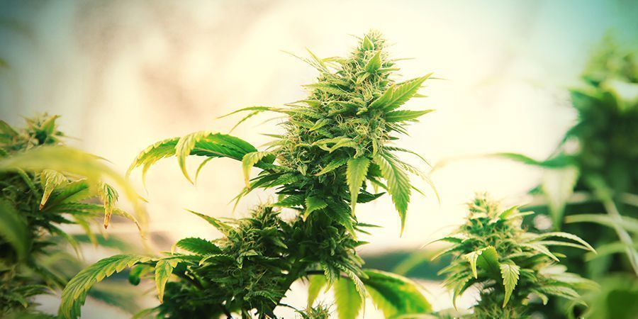 Intensität In Zuchtzeltstädten Intensität In Zuchtzeltstädten