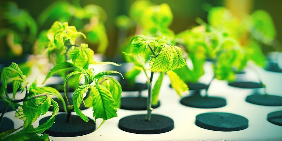 Anbaufläche ANBAUFLÄCHE