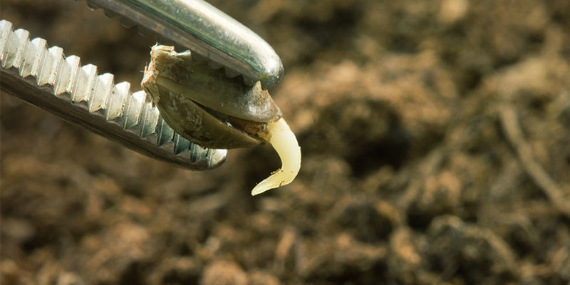 Keimung/Aussaat (März & April) Keimung/Aussaat (März & April)