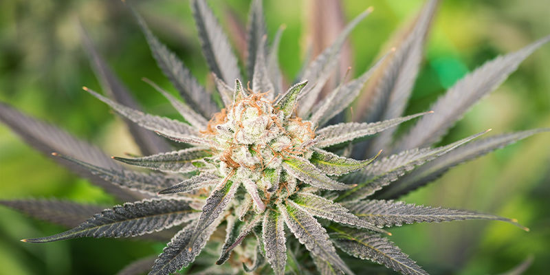 Autoflowers Im Freien Anbauen Autoflowers im Freien anbauen