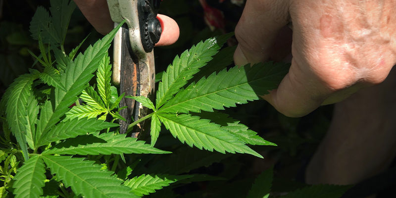 Training, Kappen, Beschnitt (Juni, Juli, August) Training, kappen, Beschnitt (Juni, Juli, August)