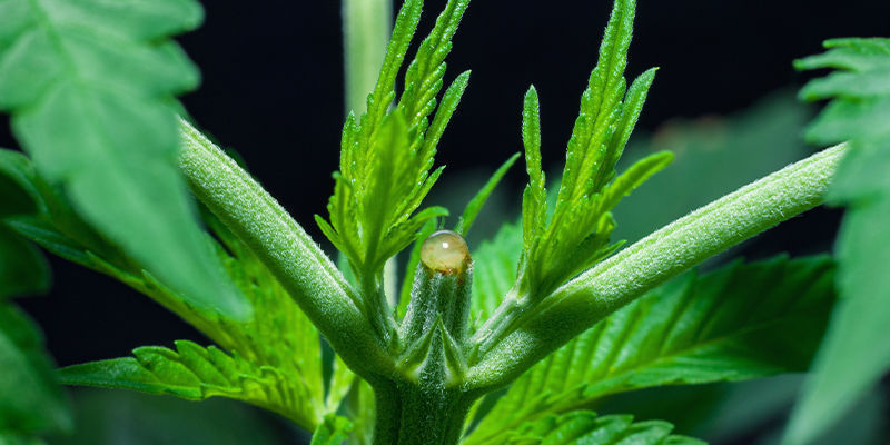 Training, Kappen, Beschnitt (Mai, Juni, Juli, August) Training, kappen, Beschnitt (Mai, Juni, Juli, August)