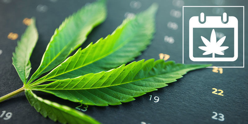 Zamnesias Kalender Für Den Cannabisanbau Im Freien Zamnesias Kalender Für Den Cannabisanbau Im Freien