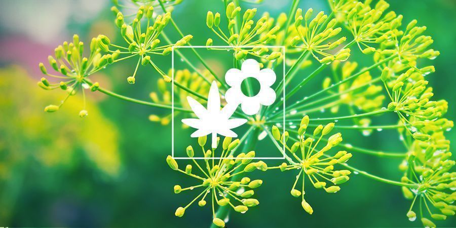 Cannabis Beipflanzung: Dill Cannabis Beipflanzung: Dill