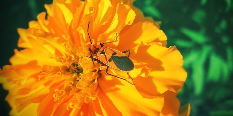 Schutzgürtel Um Dein Cannabisbeet Schutzgürtel um Dein Cannabisbeet