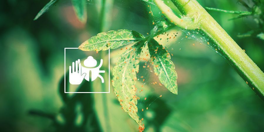 Verscheucht Unerwünschte Schädlinge Und Insekten VERSCHEUCHT UNERWÜNSCHTE SCHÄDLINGE UND INSEKTEN