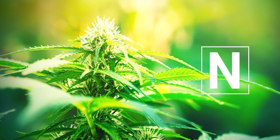 Verbessert Die Wachstumsbedingungen Und Liefert Nährstoffe VERBESSERT DIE WACHSTUMSBEDINGUNGEN UND LIEFERT NÄHRSTOFFE