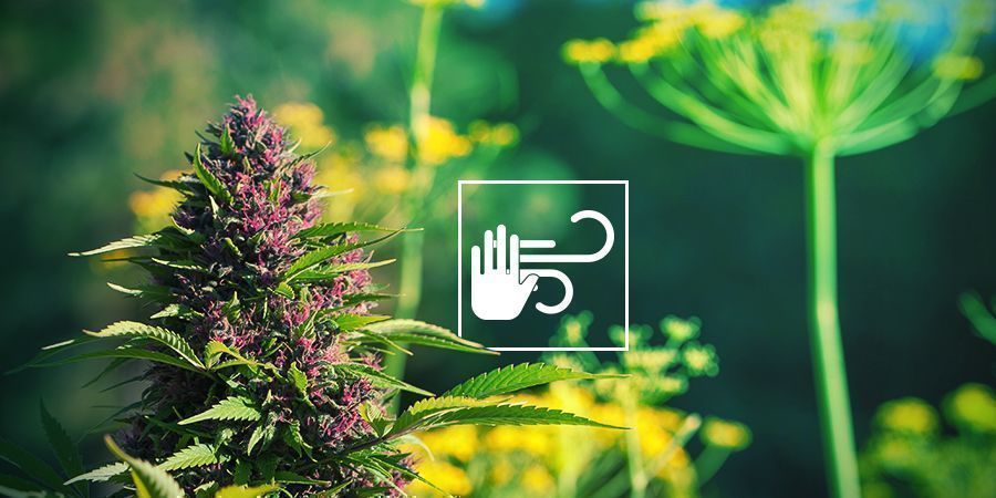 Schützt Cannabis Vor Wind Und Wetter SCHÜTZT CANNABIS VOR WIND UND WETTER