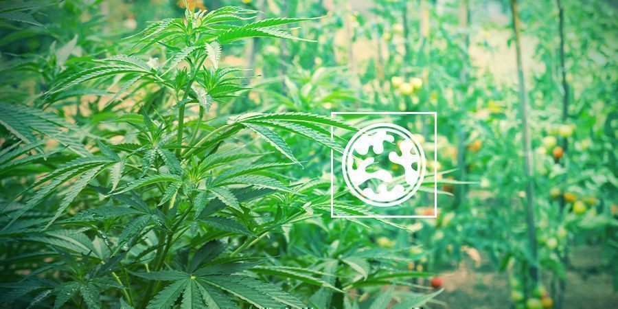 Bietet Natürliche Tarnung BIETET NATÜRLICHE TARNUNG