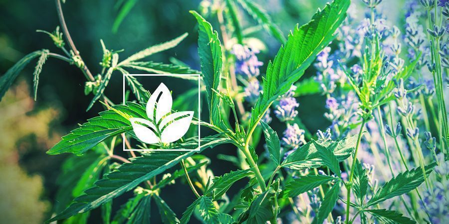 Unterstützt Ein Natürliches Und Umweltfreundliches Wachstum UNTERSTÜTZT EIN NATÜRLICHES UND UMWELTFREUNDLICHES WACHSTUM