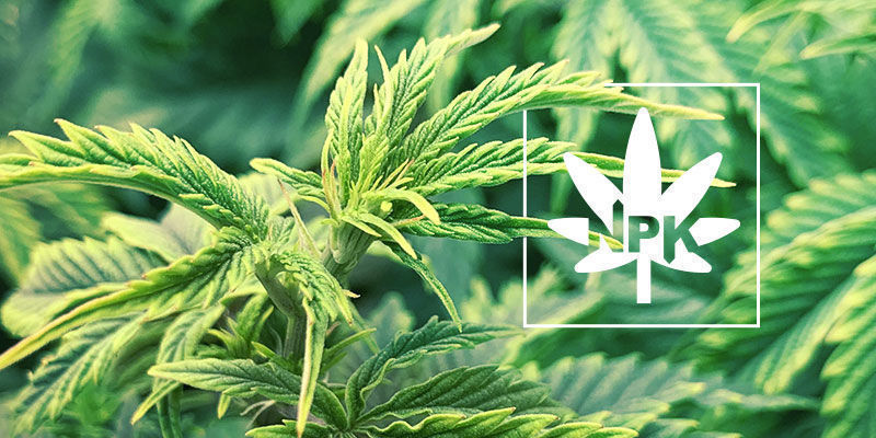 Alles Über Mobile Und Immobile Pflanzennährstoffe Alles Über Mobile Und Immobile Pflanzennährstoffe