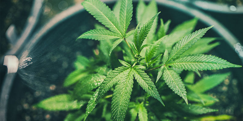 Wie Man Mängel Mobiler Und Immobiler Nährstoffe Behebt Wie man Mängel mobiler und immobiler Nährstoffe behebt