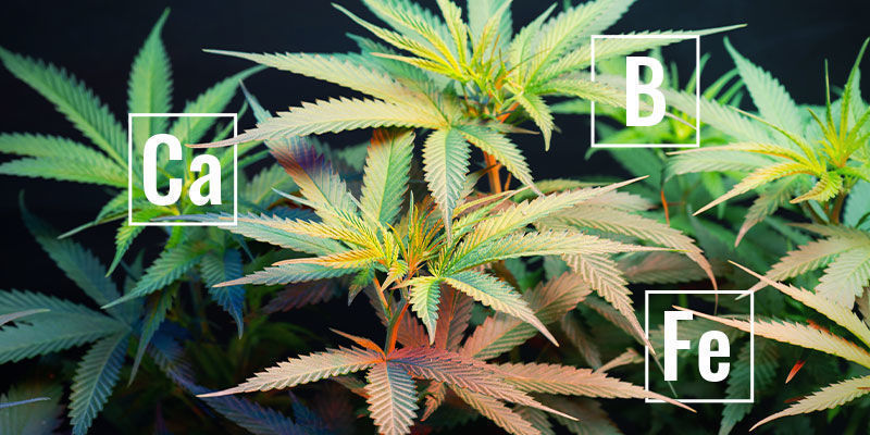 Was Sind Immobile Pflanzennährstoffe? Was sind immobile Pflanzennährstoffe?