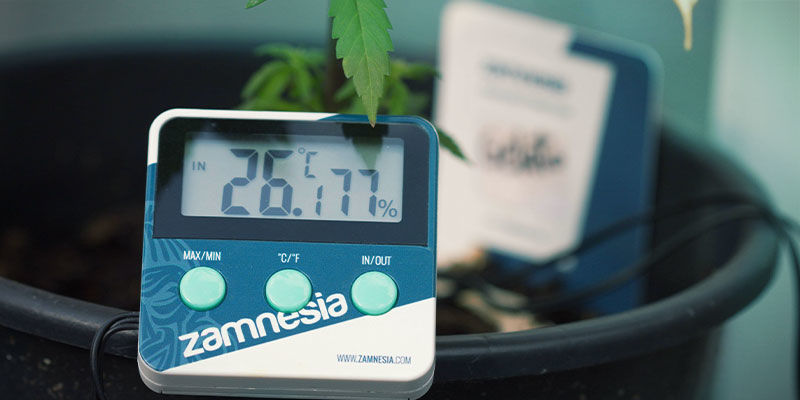 Temperatur Cannabis-Nährstoffverfügbarkeit: Temperatur