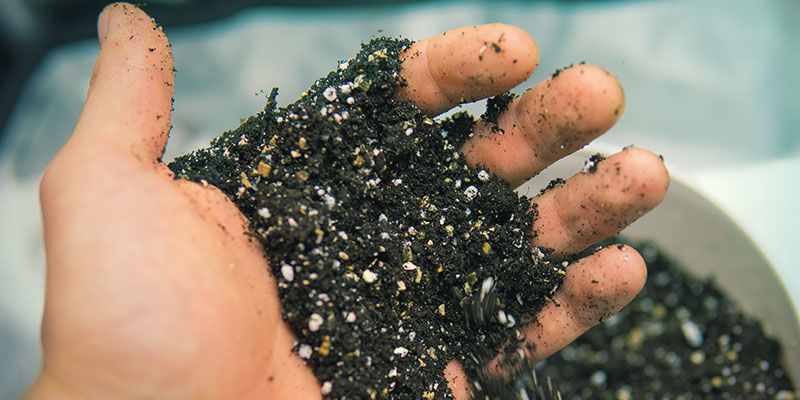 Bodendurchlüftung Cannabis-Nährstoffverfügbarkeit: Bodendurchlüftung