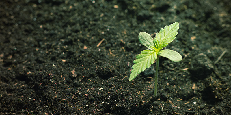 Mineralische Und Organische Zusammensetzung Des Bodens Cannabis-Nährstoffverfügbarkeit: Mineralische und organische Zusammensetzung des Bodens