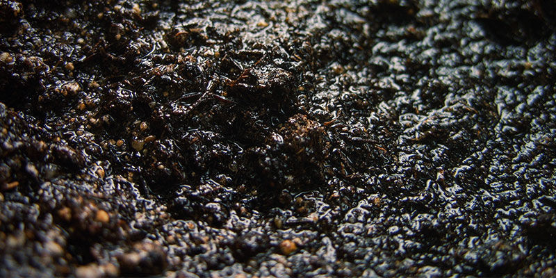 Bodenfeuchtigkeit Cannabis-Nährstoffverfügbarkeit: Bodenfeuchtigkeit