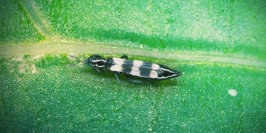 Fransenflügler Fransenflügler