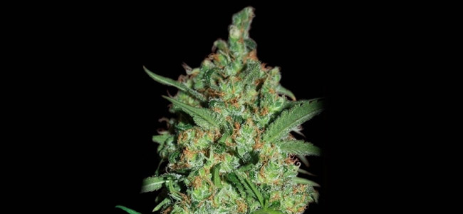 Banana joint Banana joint