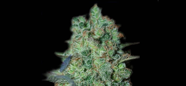 La Rica THC La Rica THC