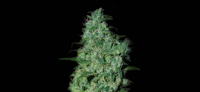 Llimonet Haze THC Llimonet Haze THC