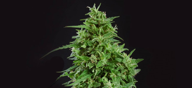 Amnesia Ultra CBD Amnesia Ultra CBD