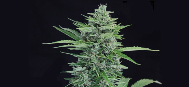 La Rica CBD Auto La Rica CBD Auto