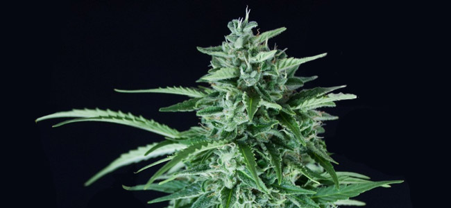 Llimonet Haze Auto CBD Llimonet Haze Auto CBD