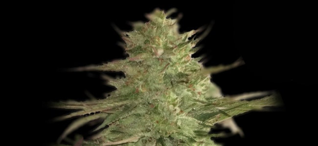 Llimonet Haze Classis CBD Llimonet Haze Classis CBD