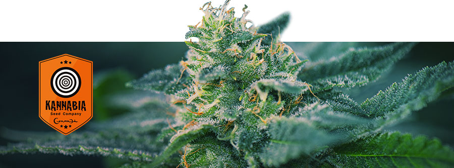 Informationen Kannabia Informationen Kannabia