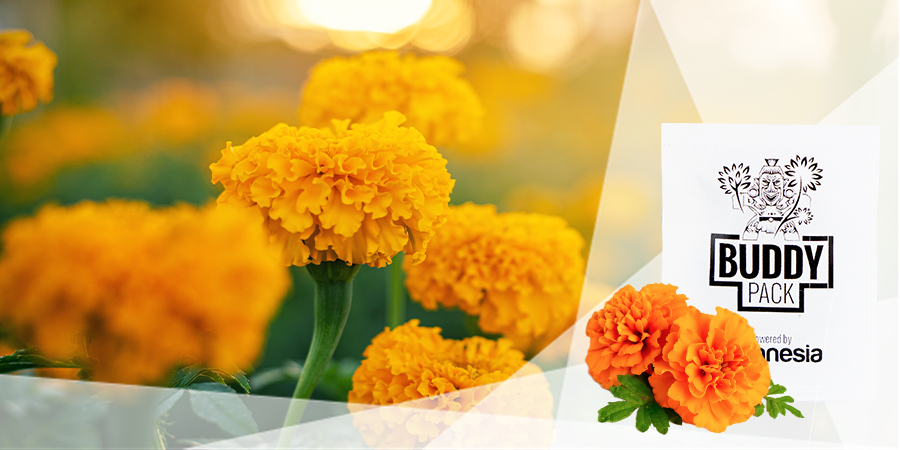 Verstecke Deinen Cannabisanbau