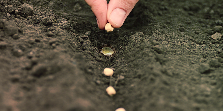 Wie Du Die Begleitpflanzen In Deinen Cannabis-grow Integrierst Wie Du Die Begleitpflanzen In Deinen Cannabis-grow Integrierst