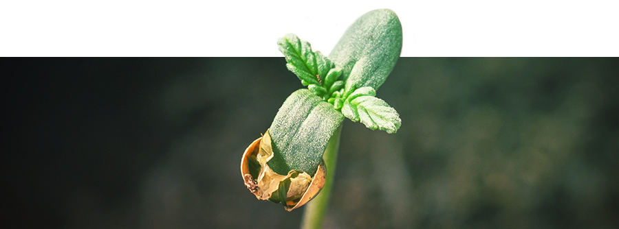 Informationen Über Die Keimung Von Cannabis Informationen Über Die Keimung Von Cannabis