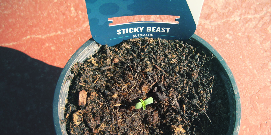 Wie Man Cannabissamen Keimt