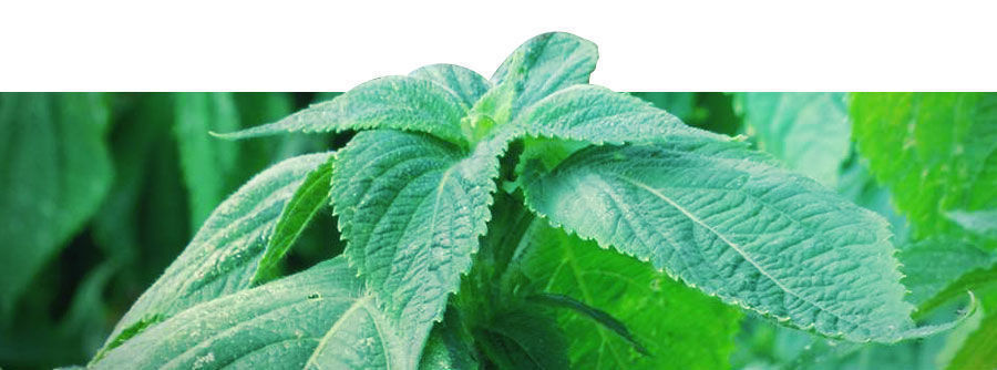 Informationen Über Salvia Divinorum Salvia Divinorum kaufen